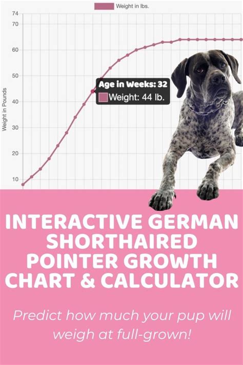 Interactive German Shorthaired Pointer Growth Chart And Calculator P