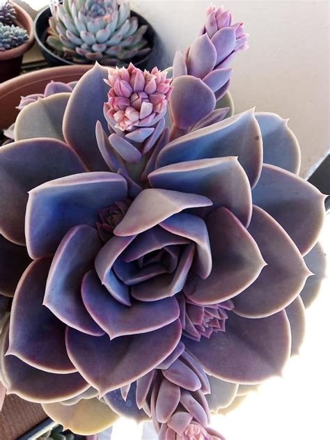 Top 20 Most Beautiful Purple Succulents In The World With Pictures Succulents Network