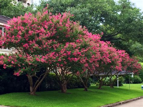 Crape Myrtles in bloom | Crape myrtle, Crape myrtle trees, Myrtle tree