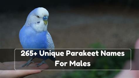 533 Unique Parakeet Names Male And Female Birds News