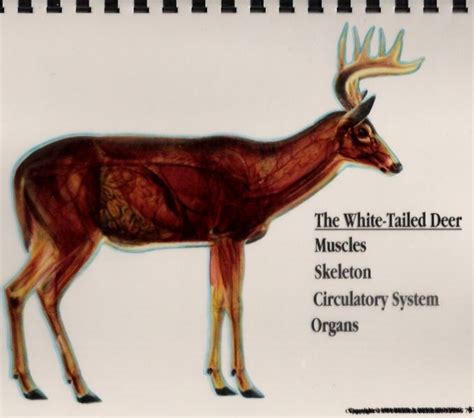 Advanced Whitetail Deer Anatomy And Shot Placement Guide 40 Off