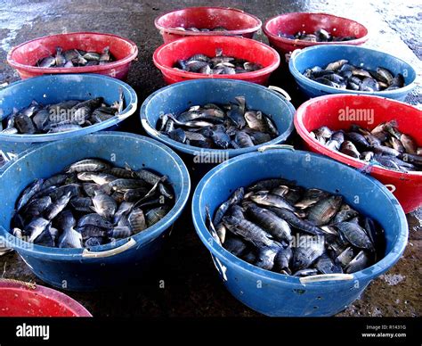 Photo Of Fresh Fish In Containers At A Fish Port Stock Photo Alamy