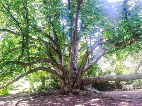 Our Tour Of Morris Arboretum