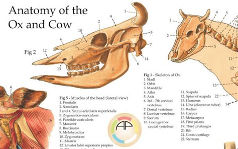 Cow Ox Anatomy Poster Wall Chart 18 X 24 Etsy