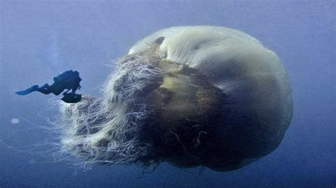 The largest specimen ever recorded was longer than a blue whale; A lions mane jellyfish, the largest species of jellyfish : thalassophobia