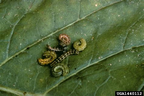 Identifying Caterpillars On Geraniums Learn About Geranium Budworm