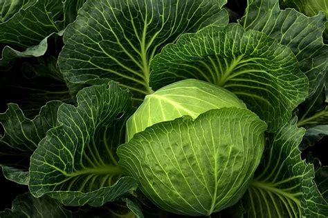 Cabbage Cultivation Vegetables Healthy Cabbage Field Green Food