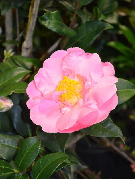 Camellia Japonica Pink Icicle Pink Icicle Camellia From Colesville Nursery