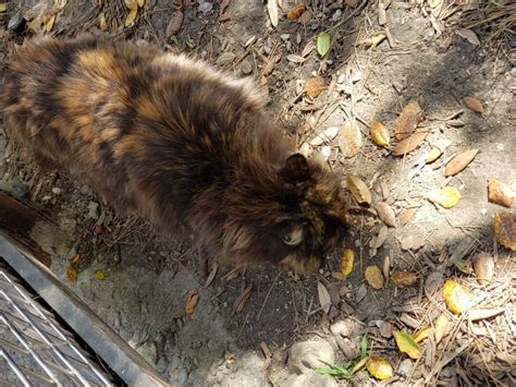 Disneylands Beloved Feral Cat Nutmeg Dies Orange County Ca Patch