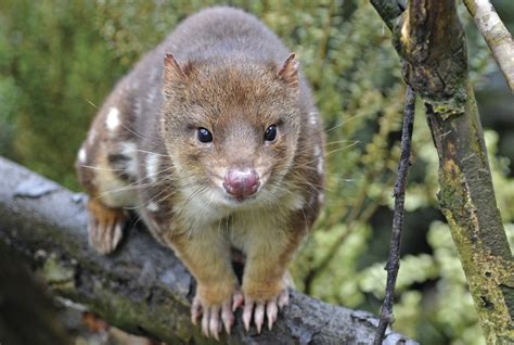 Help Save The Threatened Spotted Tailed Quoll