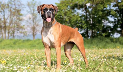 Boxer Dog Breed Information Characteristics And Fun Facts Petcoach