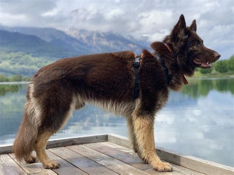 German Shepherd 🐶 Dog Alsatian Facts And Information Viovet