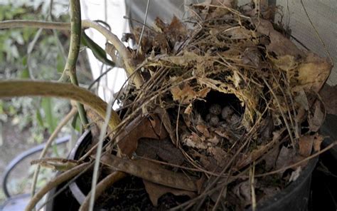 A couple weeks ago we noticed 2 carolina wrens building their nest in our fern right outside of our kitchen window. Wren Renters — Making Ripples - The Free Weekly