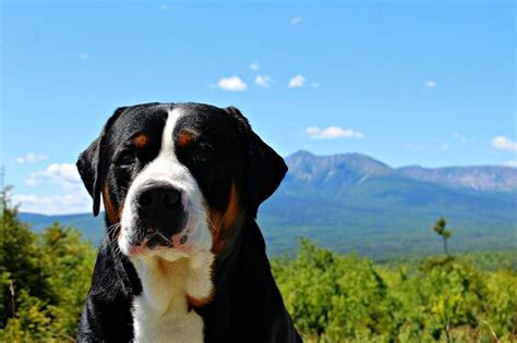 Greater Swiss Mountain Dog Breed Info Pictures Traits And Facts Hepper