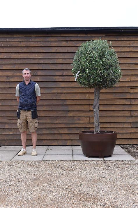 Potted Lollipop Olive Tree No 498 Olive Grove Oundle