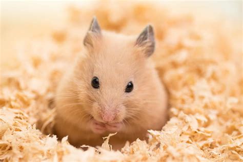 Hamster Companionship Bonding And Handling Burgess Pet Care