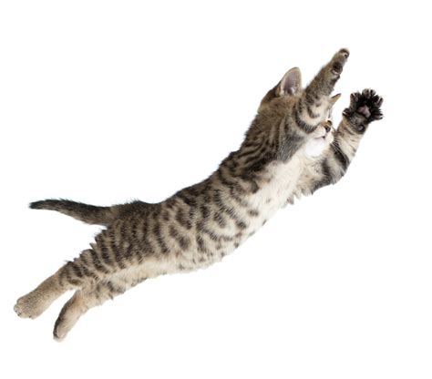 Flying Jumping Kitten Cat Isolated On Animals Cats And Kittens Cute