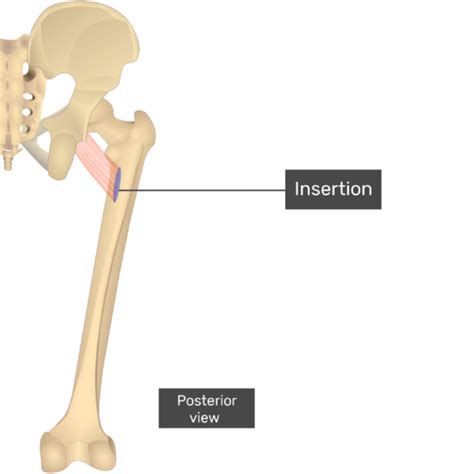 Pectineus Muscle Origin Insertion Actions Innervation Getbodysmart