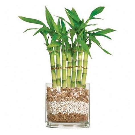 Bamboo Plants In Delhi बांस के पौधे दिल्ली Latest Price And Mandi
