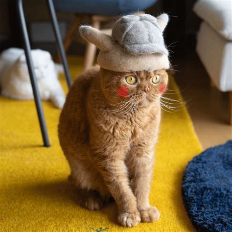 Cats Wear Hats Made From Their Own Fur Neatorama