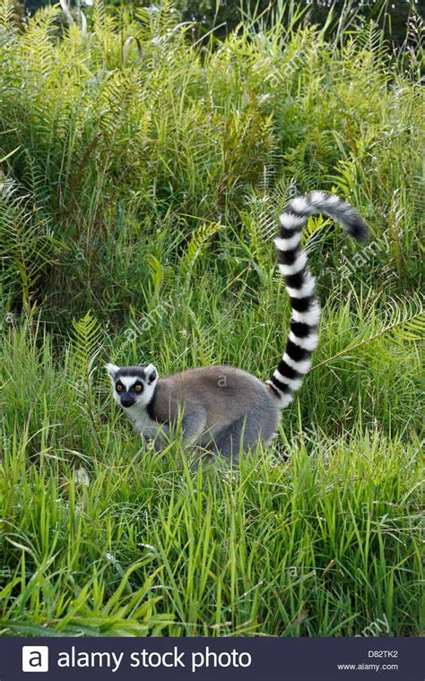 Ring Tailed Lemur Lemurs Island Andasibe Madagascar Stock Photo Alamy