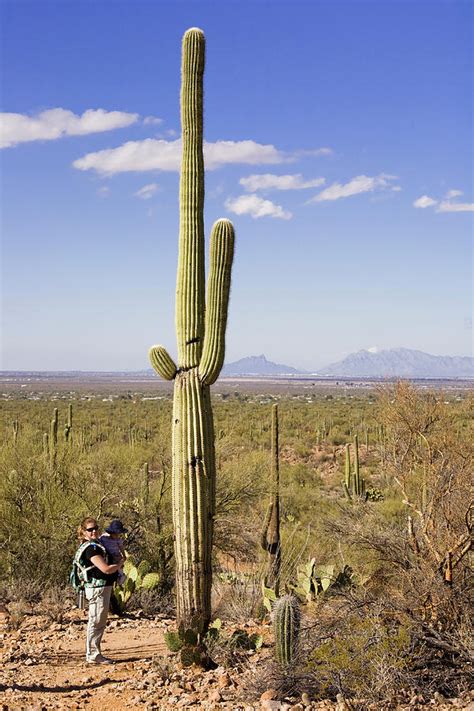 Tall Saguaro Cactus Photograph By Matthew Heinrichs Pixels