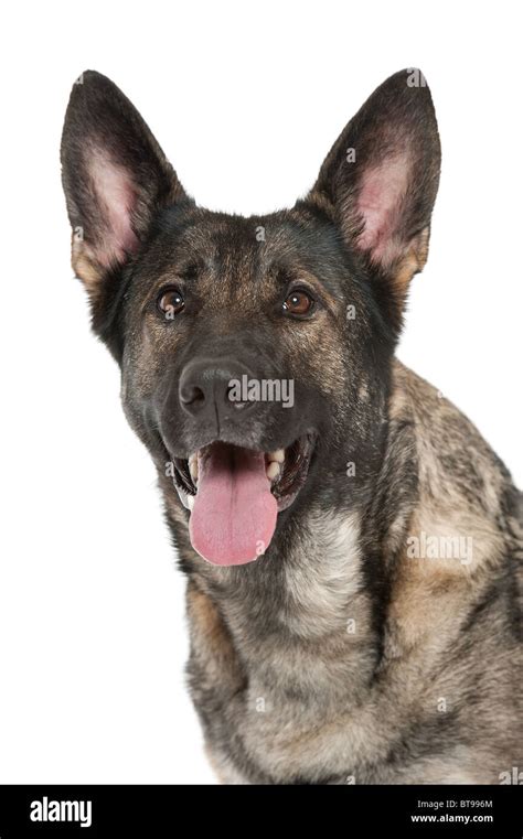 A Young German Shephard Dog Of The Gray Variety Stock Photo Alamy