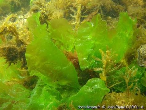 Laitue De Mer Ulva Lactuca Doris Algues Algues Vertes Symbiotique