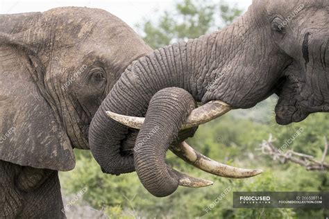 Two African Elephants Wrapping Trunks Together And Around Tusks As Playing Fight In Africa