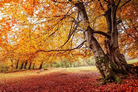 Beautiful Autumn Romantic Forest High Quality Stock Photos ~ Creative