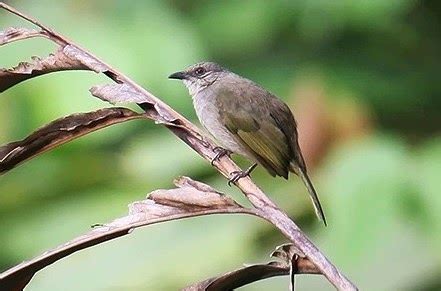 Download lagu suara burung bubut betina (3.22mb) dan streaming kumpulan lagu suara betina mp3 dapat kamu download secara gratis di lagu.untuk melihat detail lagu suara burung bubut betina klik salah satu judul yang cocok,kemudian untuk link download suara pikat burung dudut. Download Suara Burung Kapas Tembak Mp3 Durasi Panjang