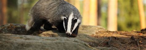 How To Get Rid Of Badgers Badger Deterrent Niteguard
