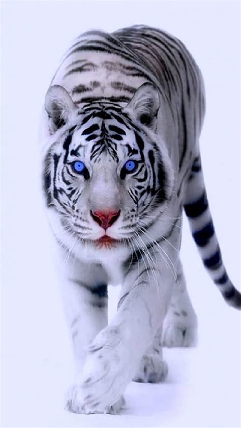 White Tiger With Blue Eyes In Snow