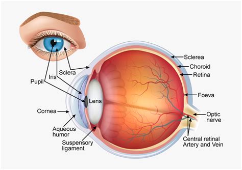 Structure Of Human Eye Class 10 Hd Png Download Kindpng