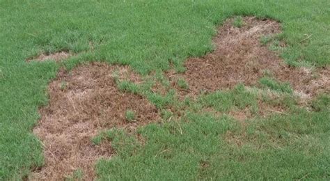 Worse, even conscientious homeowners may still find their lawns under attack despite their best efforts. Avoid These Three Common Summer Lawn Diseases | Arbor-Nomics®