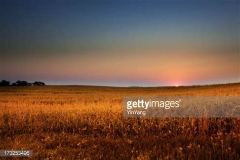 A Golden Field Of Corn Crop Ready For Harvest Early In The Morning At