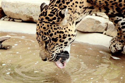 Jaguar Drinking Free Stock Photo Public Domain Pictures