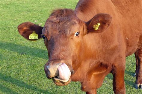 90 Free Funny Cow And Cow Images Pixabay