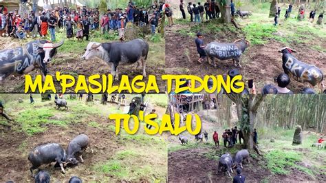 Ma Pasilaga Tedong ALm Ne Yacob Kambuno To Salu Toraja Utara Dalam Adat Rambu Solo YouTube