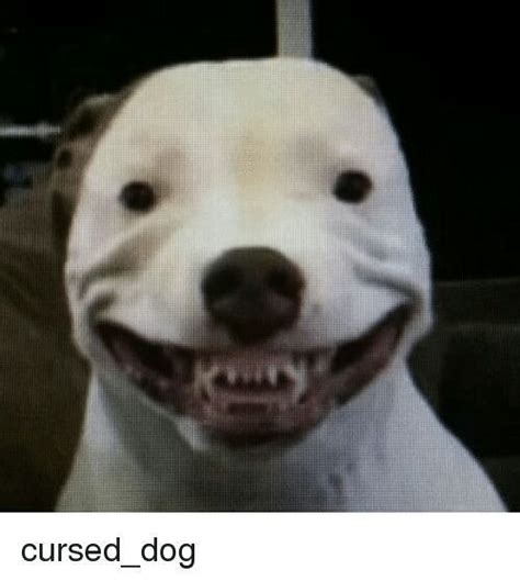 Cursed Dog Images Look At The Bois Smile Dog Expressions Dog