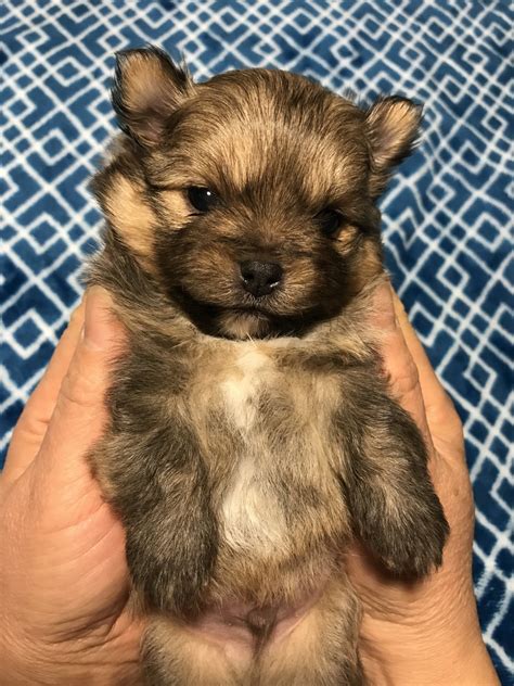 Pomeranian Puppies For Sale | Kentwood, MI #317341