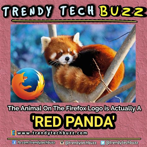 Red Panda Firefox Logo Fun Facts Firefox Logo Red Panda Fun Facts