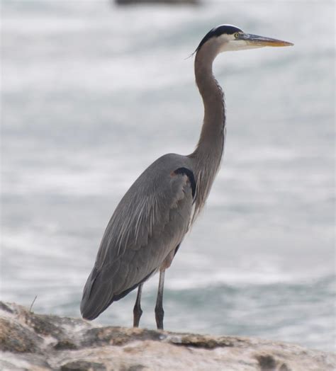Grey Bird With Long Legs And Beak