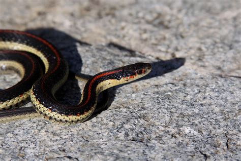 Northwestern Garter Snake Thamnophis Ordinoides Adult Head Flickr
