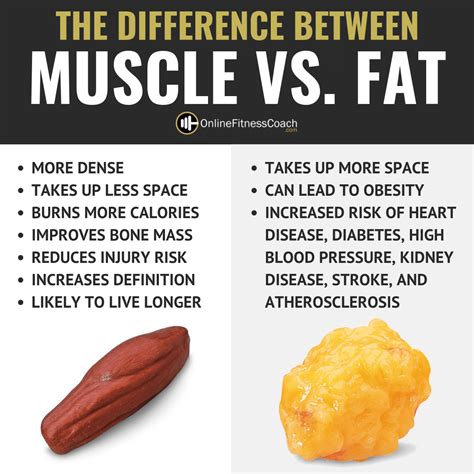 Muscle Vs Fat Whats The Difference Online Fitness Coach