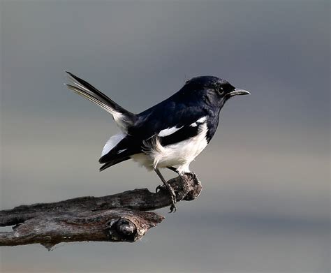 Indian Magpie Robin Koladeo Reserve Neil Pont Naturetrek Wildlife