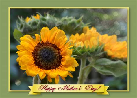 Lovable mother's day wishes dear mamma, you will always and forever be the first woman i have ever loved this much. LM-7068-Happy-Mothers-Day-Card-Sunflowers - Art Photo Web Studio