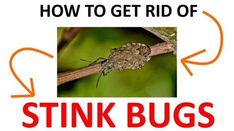 How To Get Rid Of Stink Bugs Naturally Diy Remedies 2022 Bugwiz