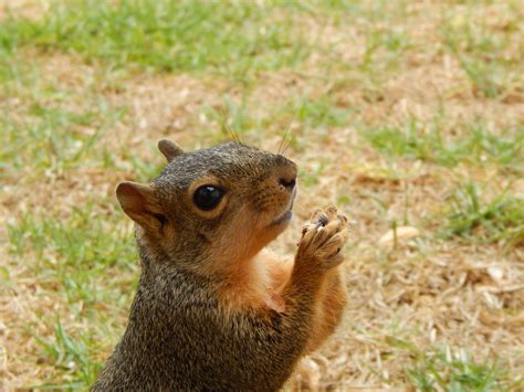 A Squirrel Prayer Smithsonian Photo Contest Smithsonian Magazine