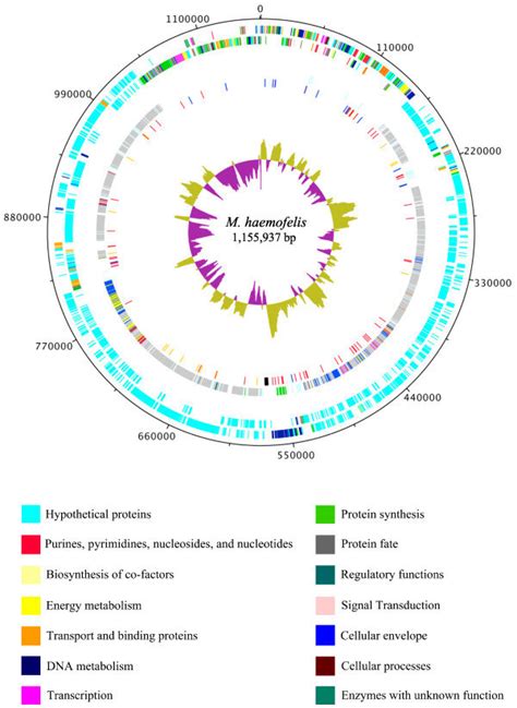 Diagram Of Overall Structure Of Mycoplasma Haemofelis Genome The Dnaa